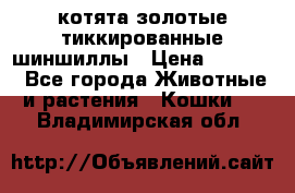 котята золотые тиккированные шиншиллы › Цена ­ 8 000 - Все города Животные и растения » Кошки   . Владимирская обл.